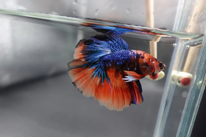 Rare Halfmoon Multicolors Betta Fish (Male)