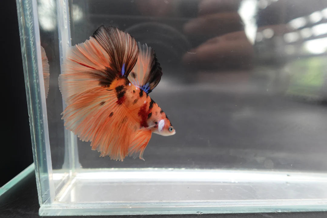 Rare Halfmoon Multicolors Betta Fish (Male)
