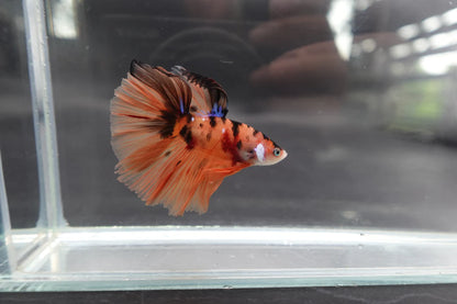 Rare Halfmoon Multicolors Betta Fish (Male)