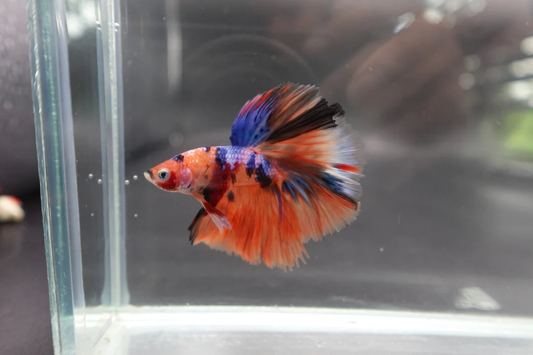 Rare Halfmoon Multicolors Betta Fish (Male)