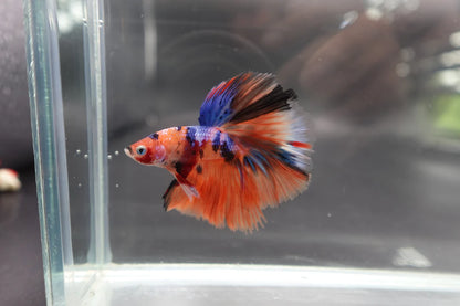 Rare Halfmoon Multicolors Betta Fish (Male)