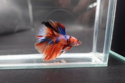 Rare Halfmoon Multicolors Betta Fish (Male)