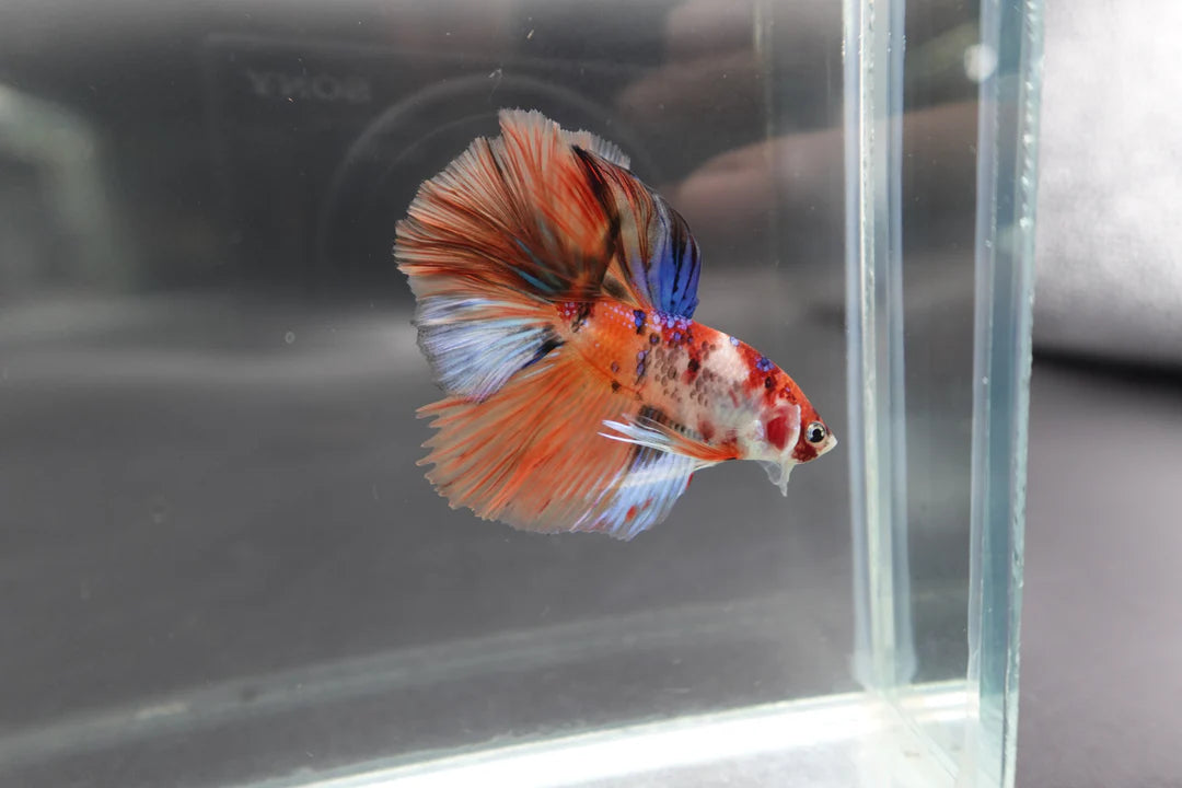 Rare Halfmoon Multicolors Betta Fish (Male)