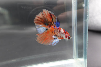 Rare Halfmoon Multicolors Betta Fish (Male)