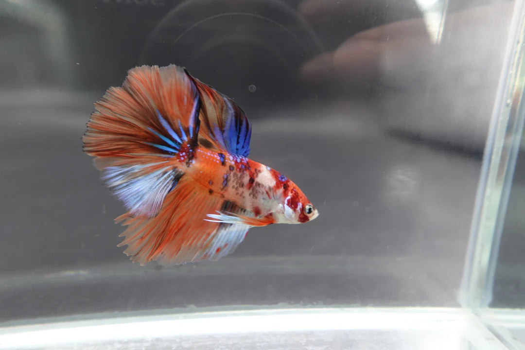 Rare Halfmoon Multicolors Betta Fish (Male)