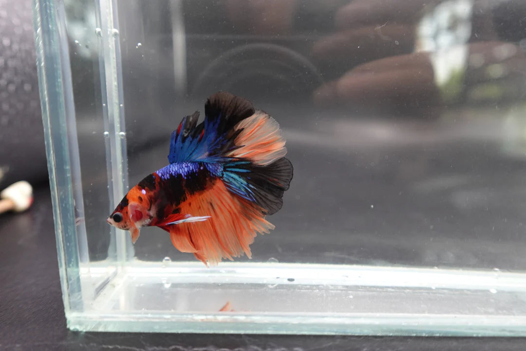 Rare Halfmoon Multicolors Betta Fish (Male)