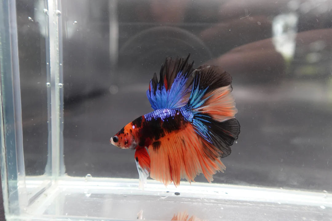Rare Halfmoon Multicolors Betta Fish (Male)