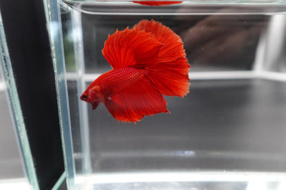 Halfmoon Red Betta Fish (Male)