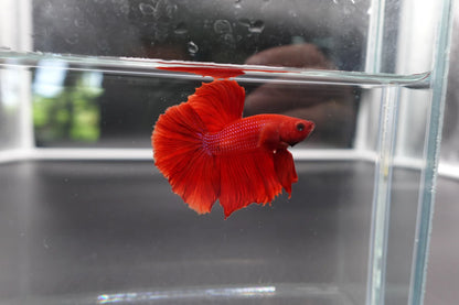 Halfmoon Red Betta Fish (Male)