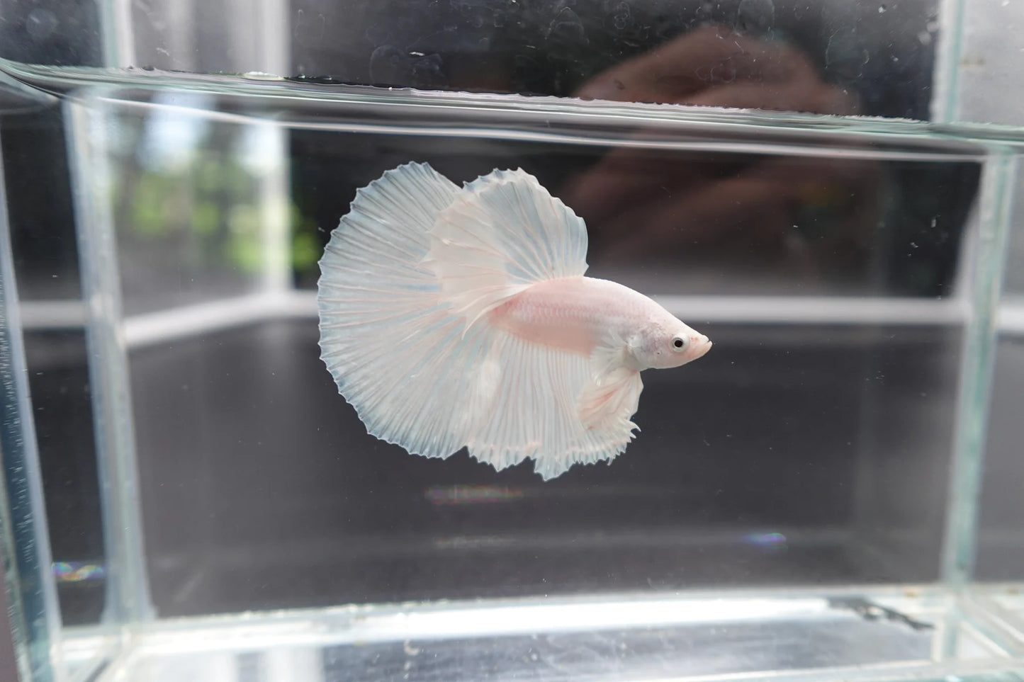 Halfmoon White Betta Fish (Male)