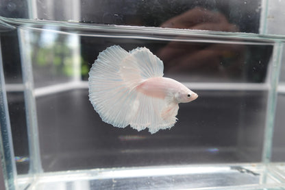Halfmoon White Betta Fish (Male)