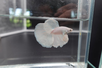Halfmoon White Betta Fish (Male)