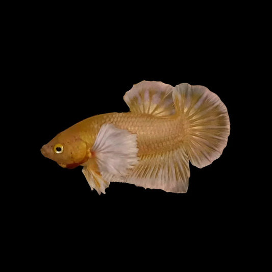 Dumbo Gold Betta Fish (Male)