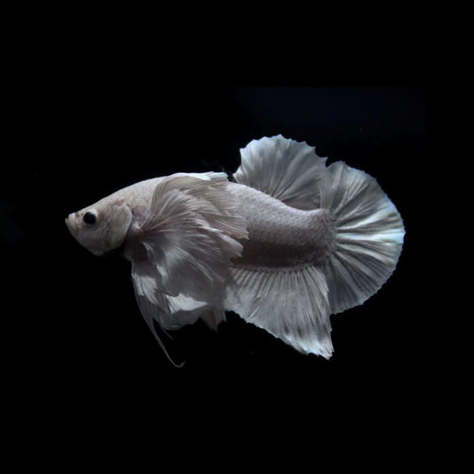 Dumbo White Betta Fish (Male)