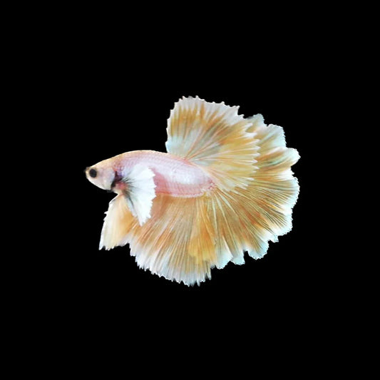 Dumbo Yellow Pineapple Betta Fish (Male)