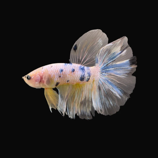 Rare Giant Halfmoon Koi Yellow Betta Fish (Male)