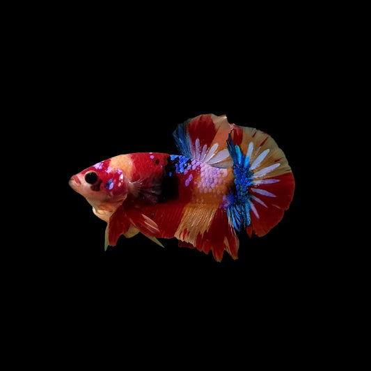 Koi Galaxy Betta Fish (Male)
