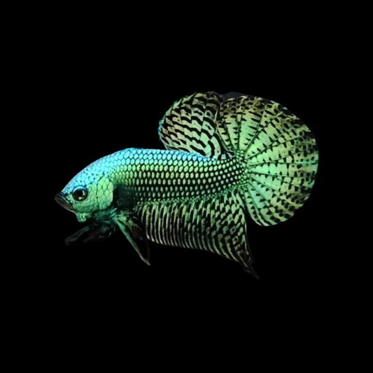 Green Alien Wild Betta Fish (Male)