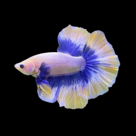 Halfmoon Butterfly Mustard Betta Fish (Male)