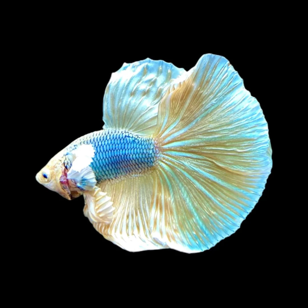 Dumbo Halfmoon Gold Butterfly Betta Fish (Male)