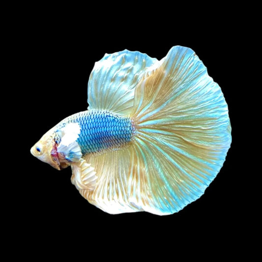 Dumbo Halfmoon Gold Butterfly Betta Fish (Male)