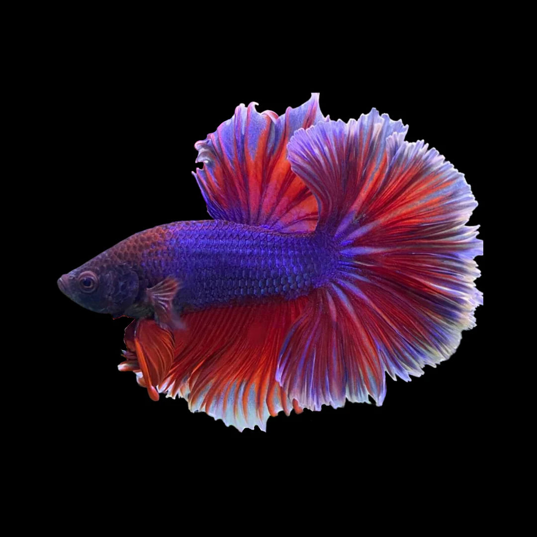 Halfmoon Purple Betta Fish (Male)