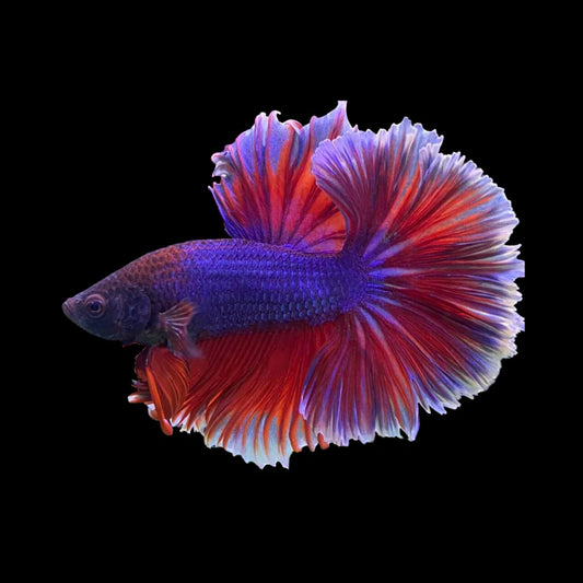 Halfmoon Purple Betta Fish (Male)