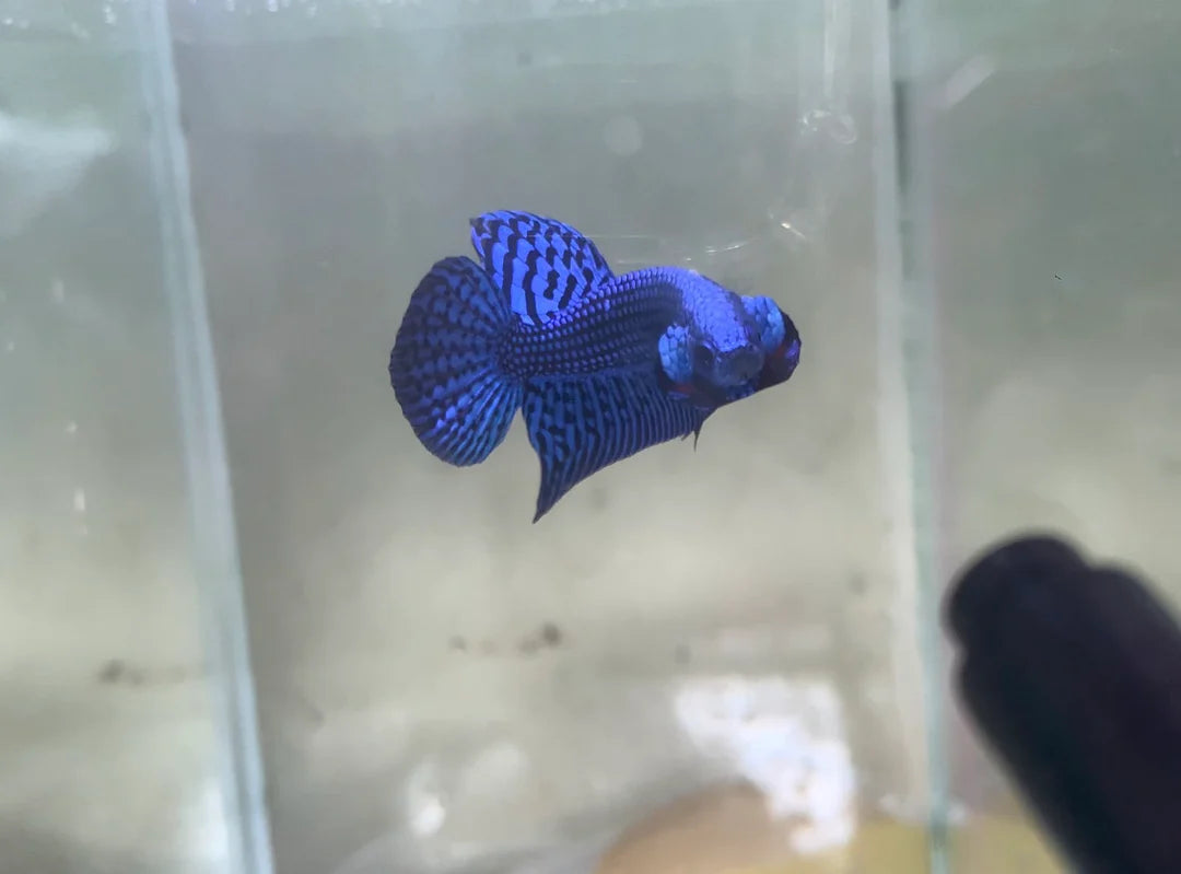 Blue Alien Wild Betta Fish (Male)