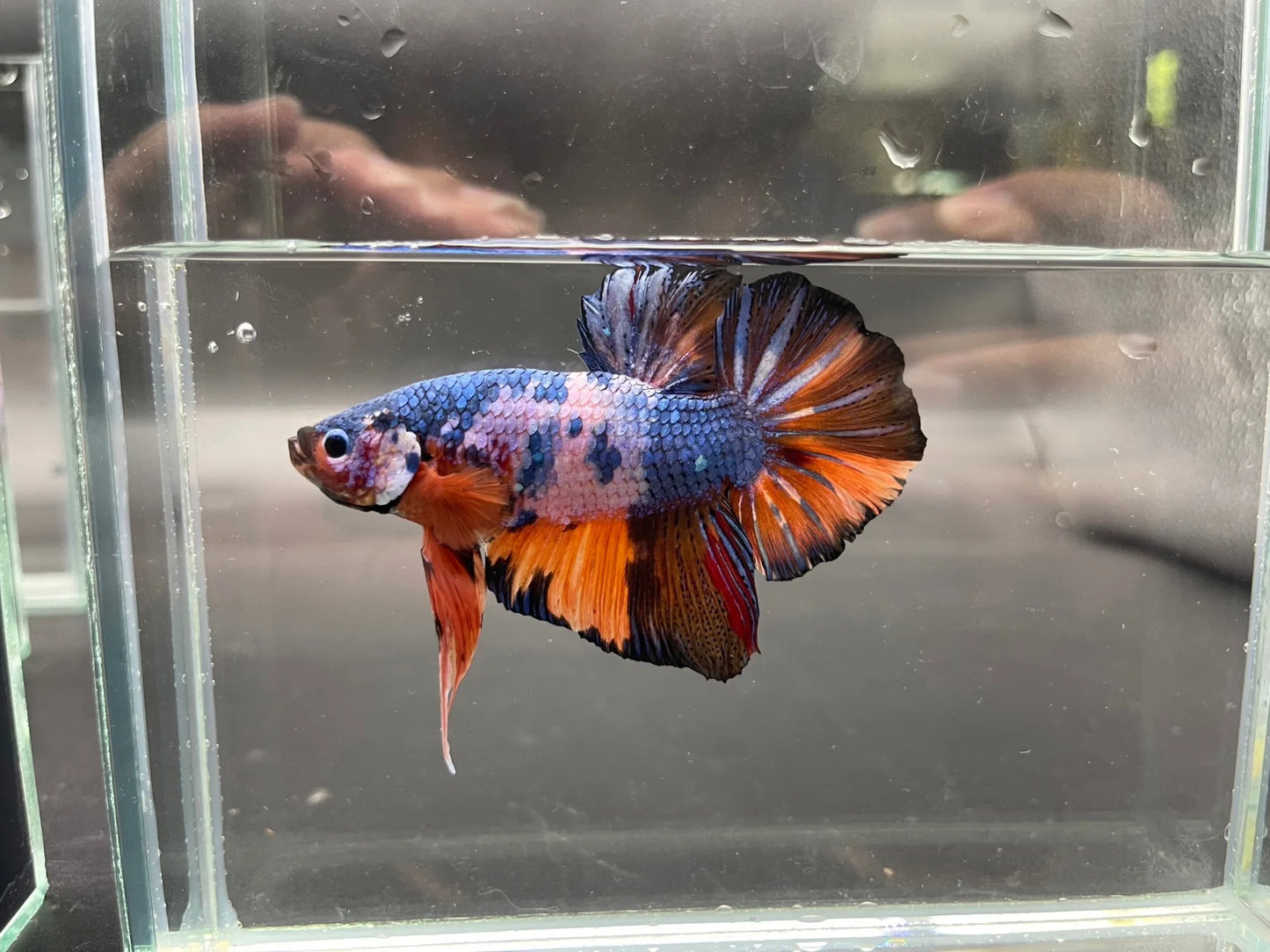 Competition Super Giant Multicolors Betta Fish (MALE)
