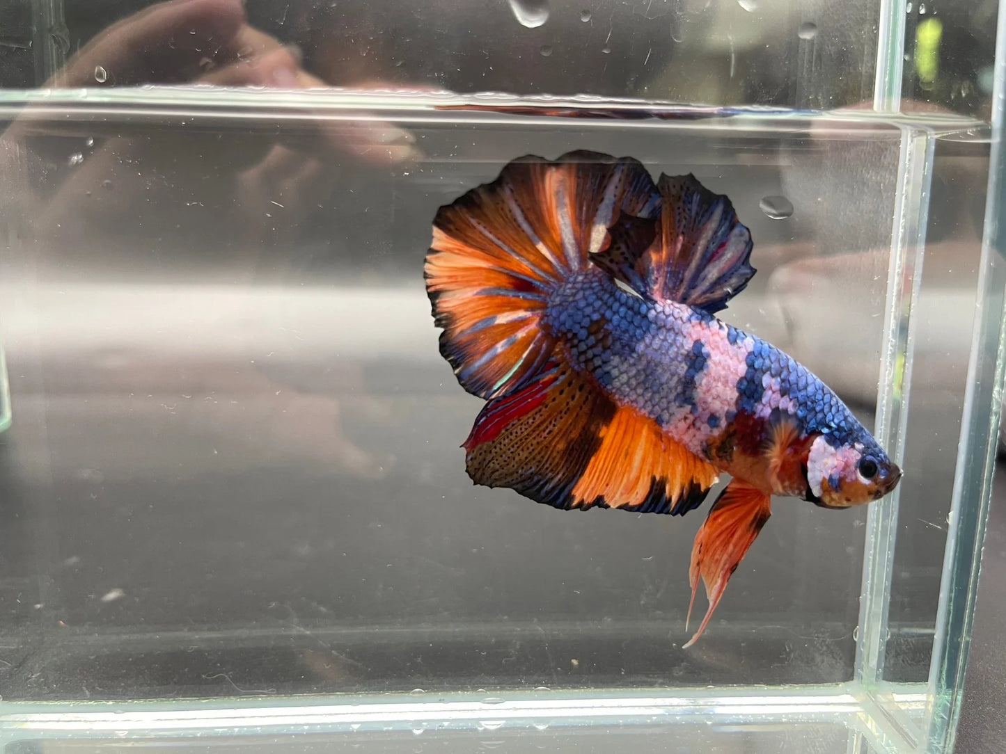 Competition Super Giant Multicolors Betta Fish (MALE)