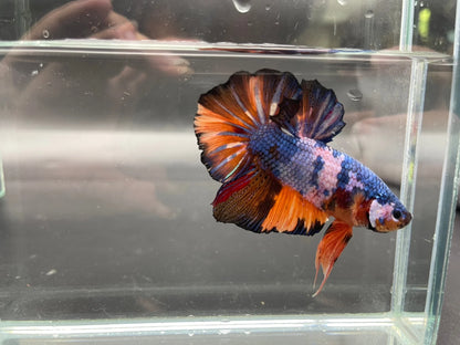 Competition Super Giant Multicolors Betta Fish (MALE)