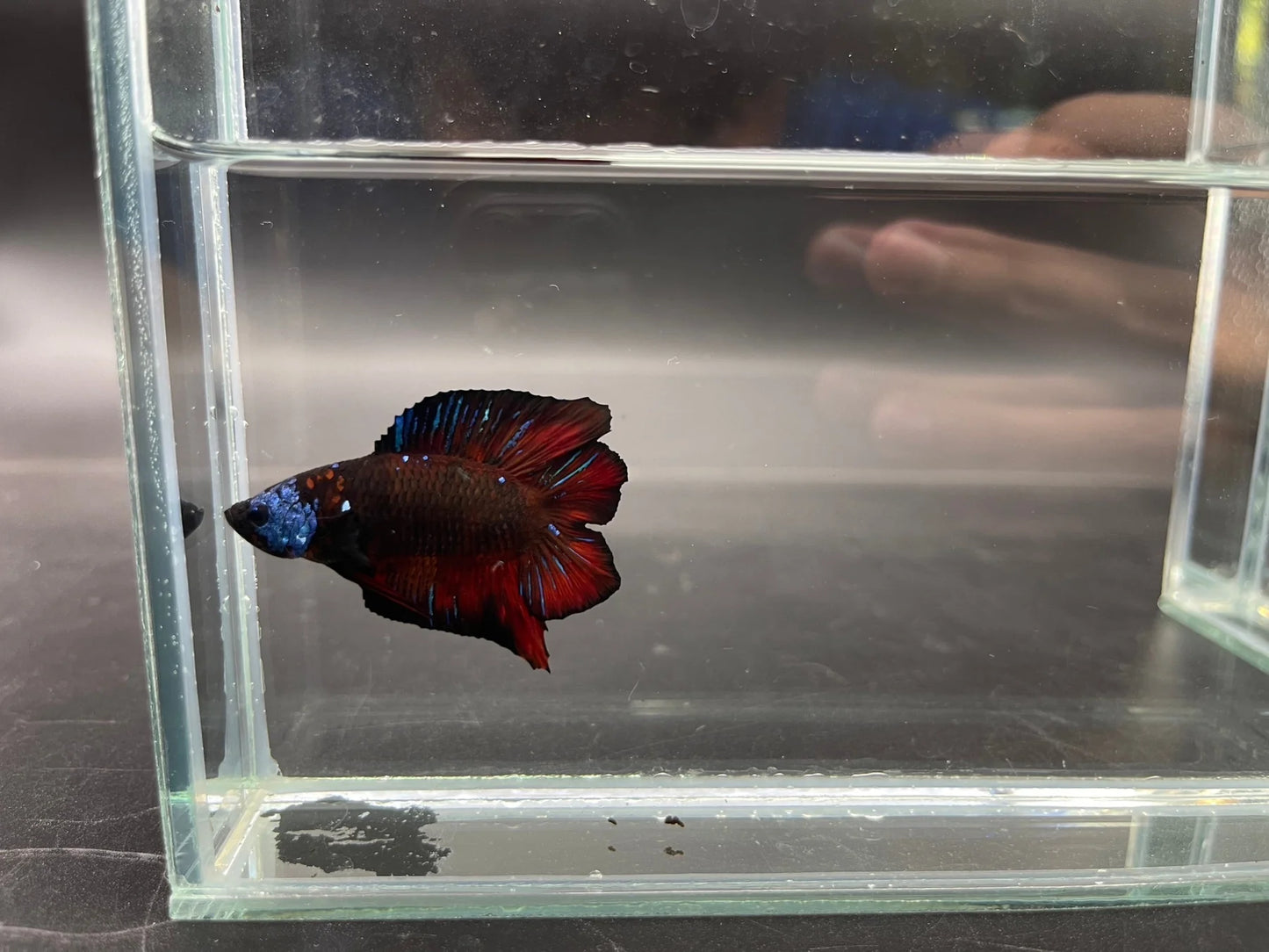 Competition Red Devil Double Tail Betta Fish (MALE)