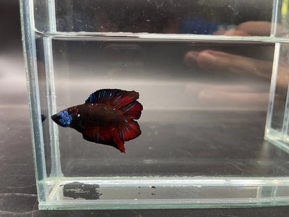 Competition Red Devil Double Tail Betta Fish (MALE)