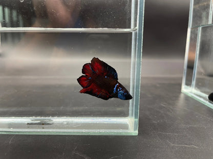 Competition Red Devil Double Tail Betta Fish (MALE)