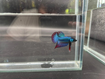 Splenden Hybrid Betta Fish (Male)