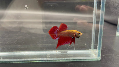 Red Benjarong Crimson Cheek Wild Betta Fish - Kingdom of Thailand (Male)