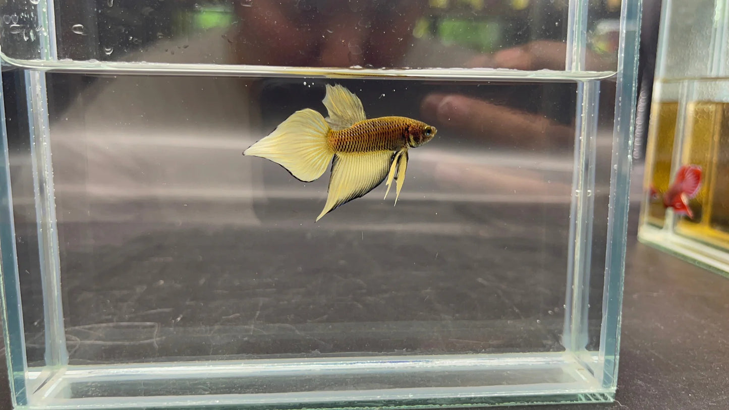 Long Southern Yellow Benjarong Crimson Cheek Wild Betta Fish - Kingdom of Thailand (Male)