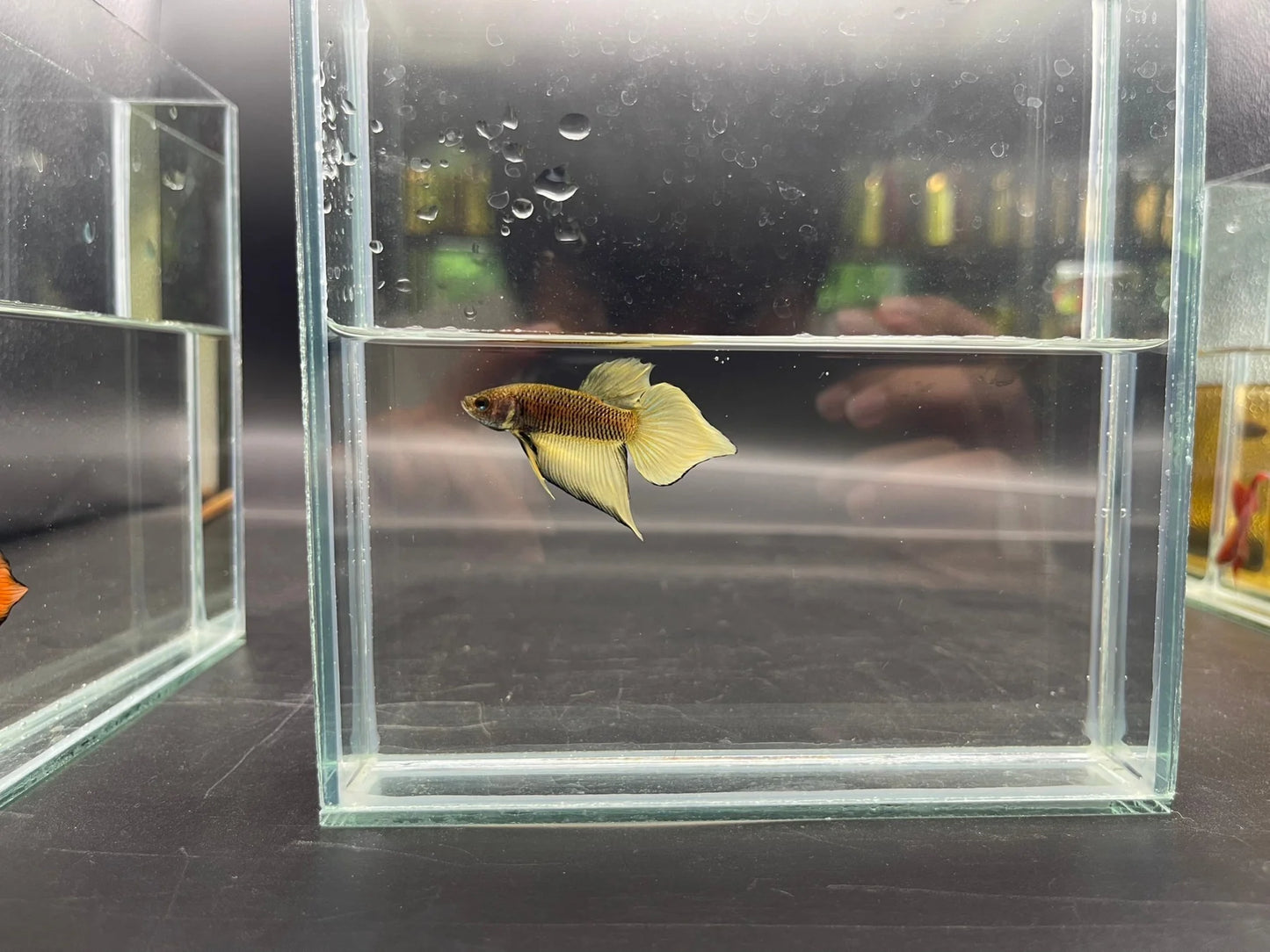 Long Southern Yellow Benjarong Crimson Cheek Wild Betta Fish - Kingdom of Thailand (Male)