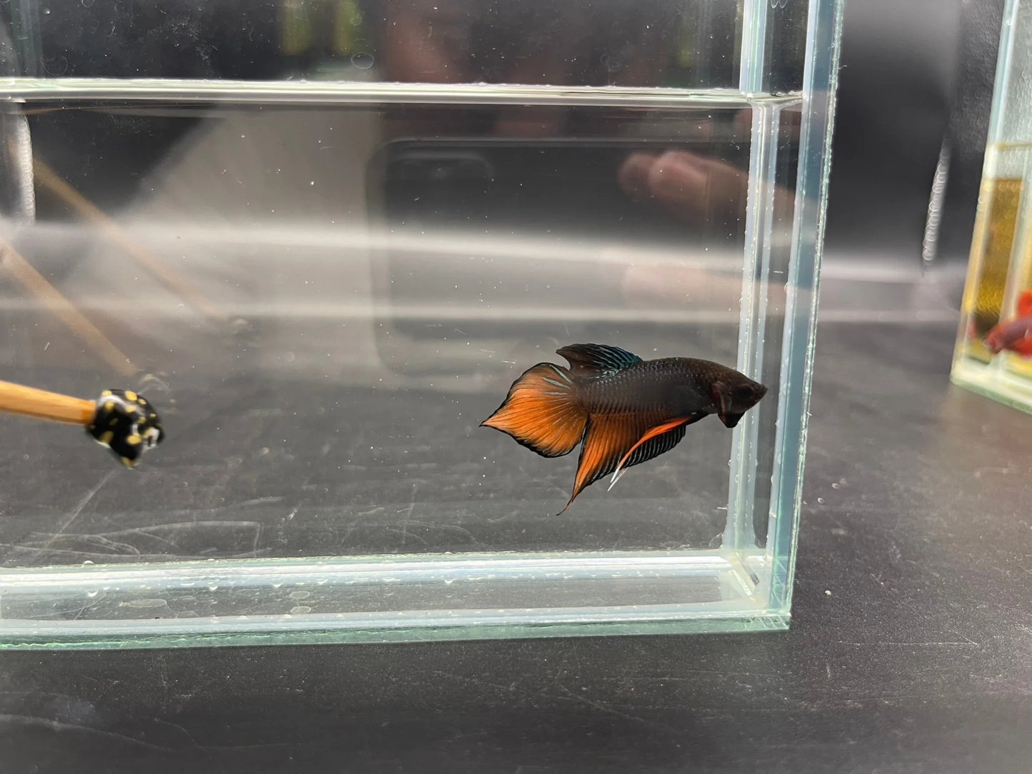 Long Southern Orange Benjarong Crimson Cheek Wild Betta Fish - Kingdom of Thailand (Male)