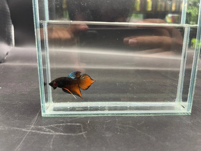 Long Southern Orange Benjarong Crimson Cheek Wild Betta Fish - Kingdom of Thailand (Male)