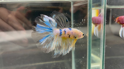 Rare Giant Halfmoon Koi Yellow Betta Fish (Male)