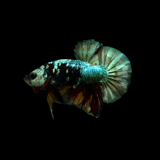 Koi Copper Betta Fish (Male)