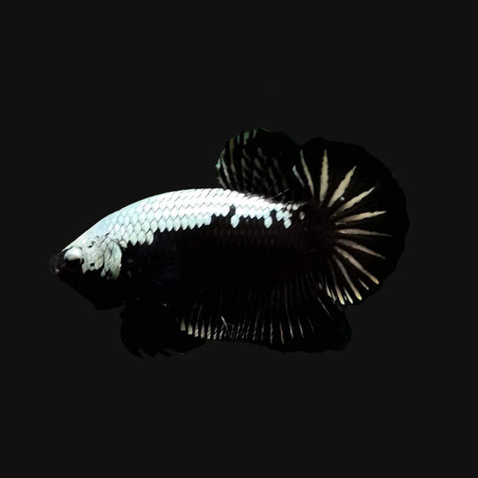 Black Shadow Samurai Betta Fish (Male)