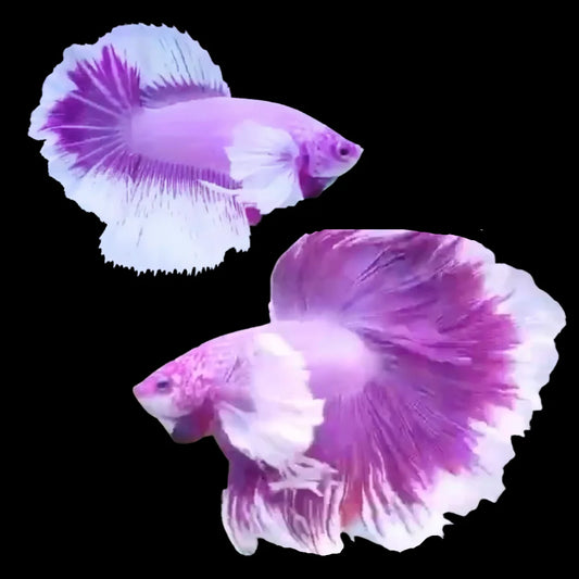 Rare Pair Dumbo Halfmoon Purple Butterfly Betta Fish (Male & Female)