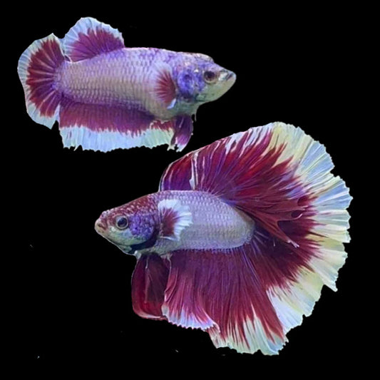 Pair Halfmoon Ruby Red Butterfly Betta Fish (Male & Female)