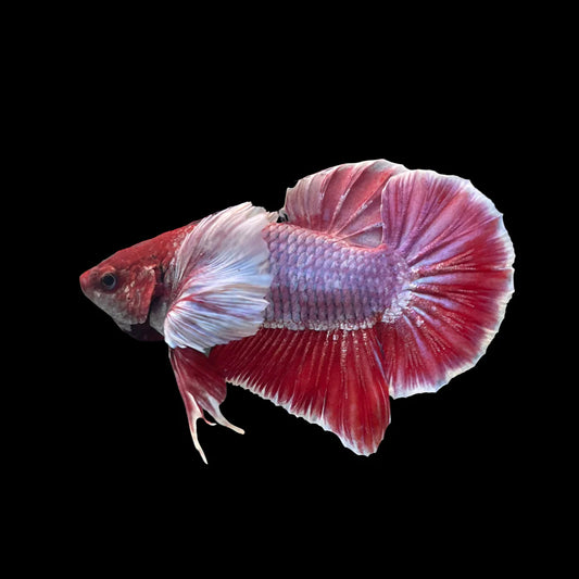 Rare Dumbo Ruby Red Betta Fish (Male)