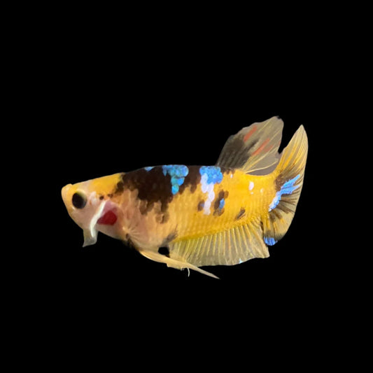 Galaxy Yellow Tiger Betta Fish (Male)
