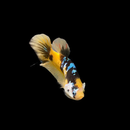 Galaxy Yellow Tiger Betta Fish (Male)
