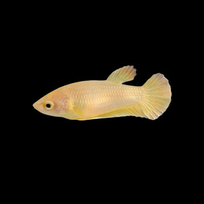 Rare Gold Betta Fish (Female)
