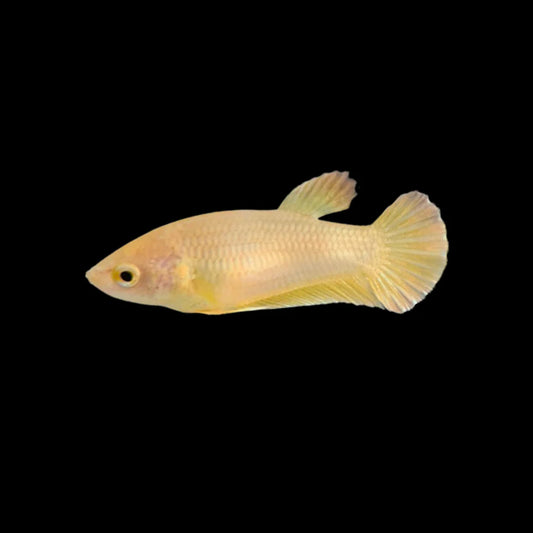 Rare Gold Betta Fish (Female)